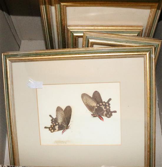 Eleven 19th Century watercolours of insects